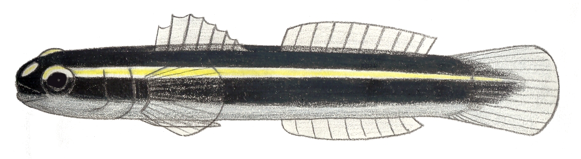 Elacatinus illecebrosus image