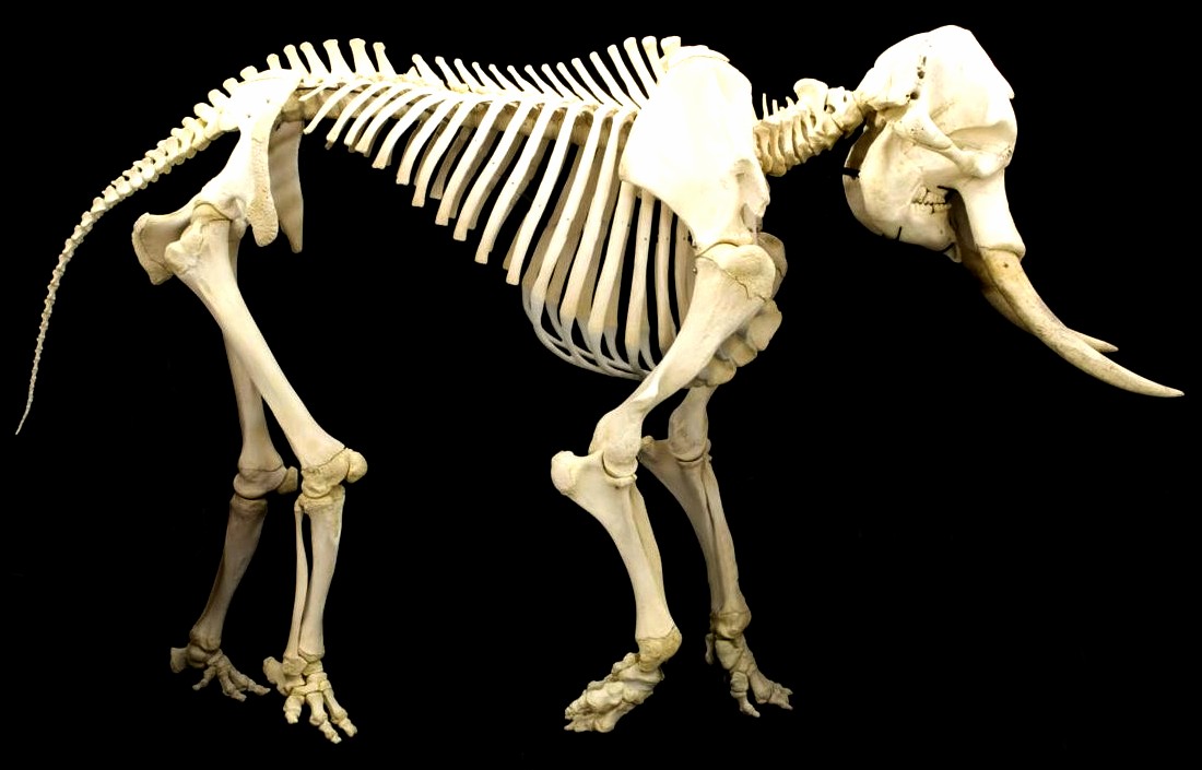 95% of People Can't Match Each of These Animals to Their Skeleton! Can You?  | Zoo