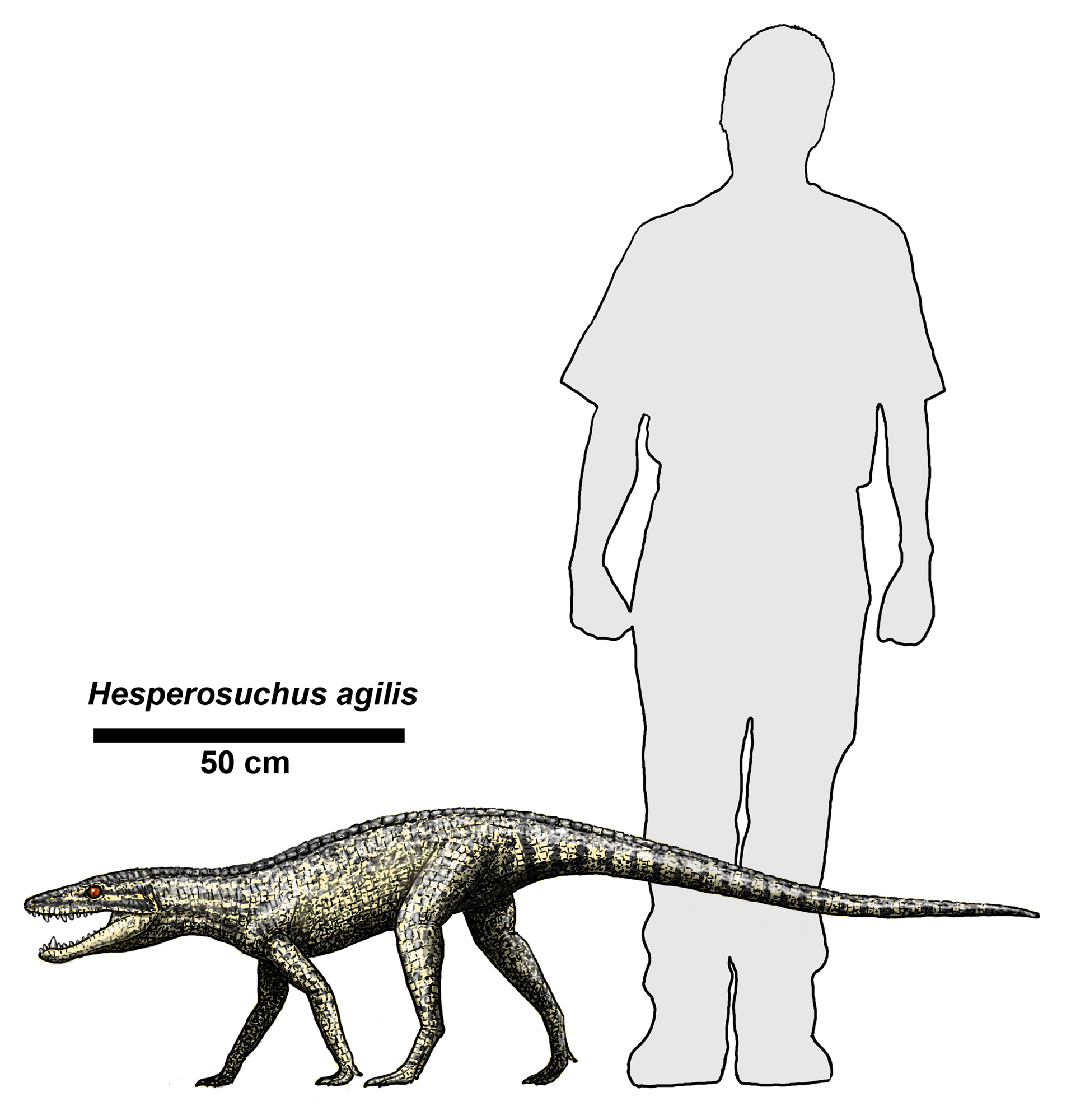Hesperosuchus.jpg