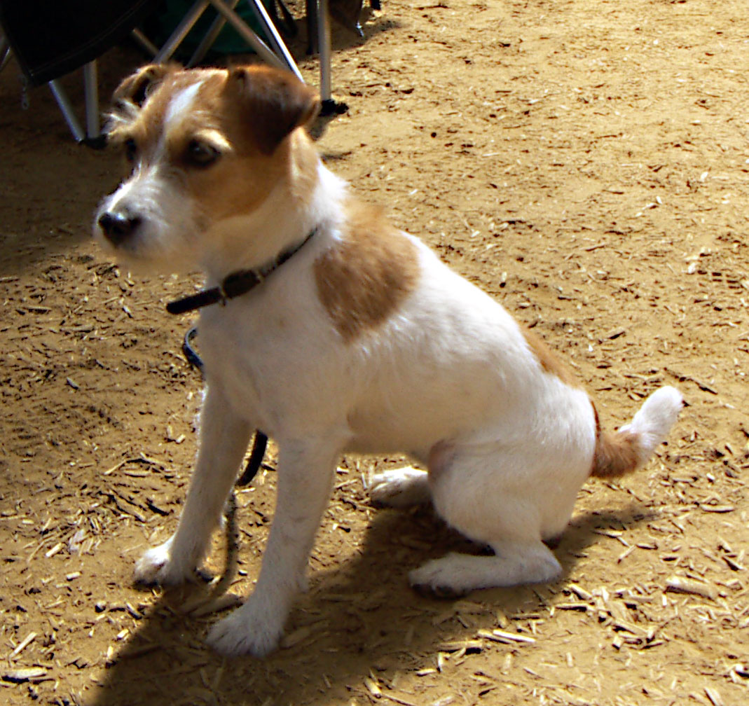 Jack russel terrier dans Liens Jack-Russell-Terrier
