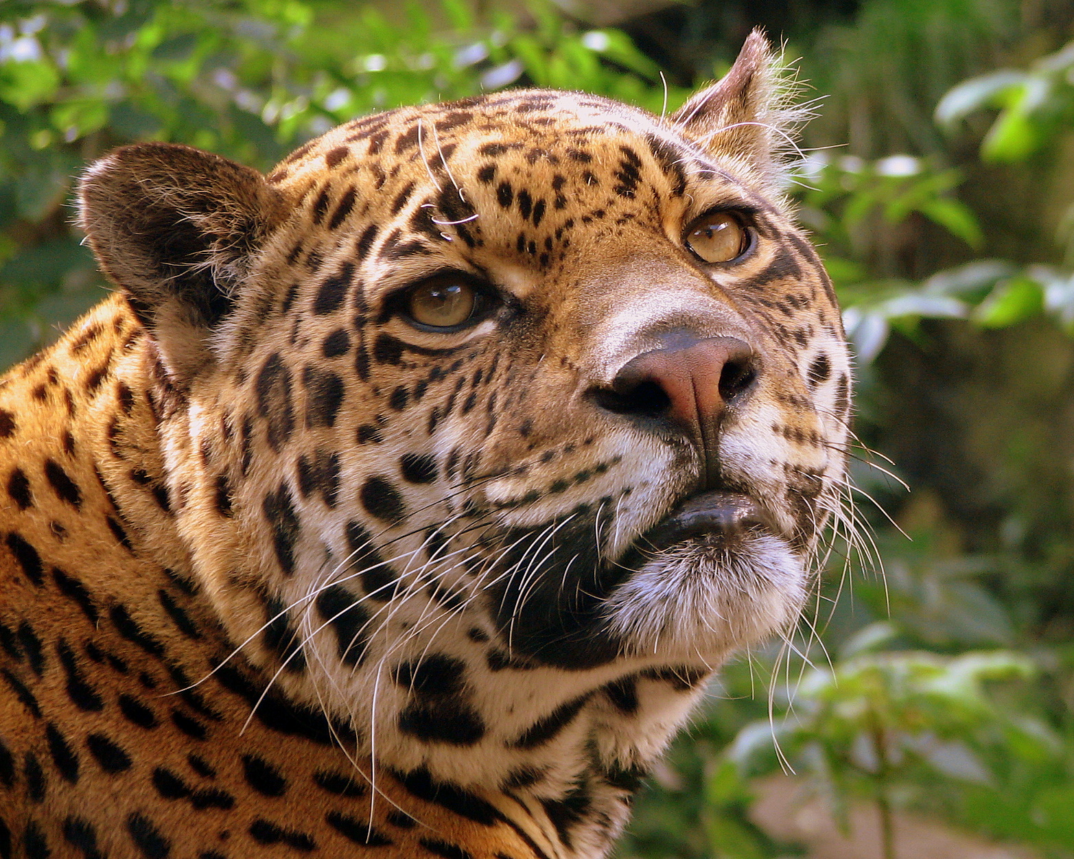 File:Jaguar at Edinburgh Zoo.jpg - Wikipedia