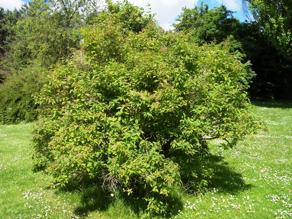 Lonicera caucasica image