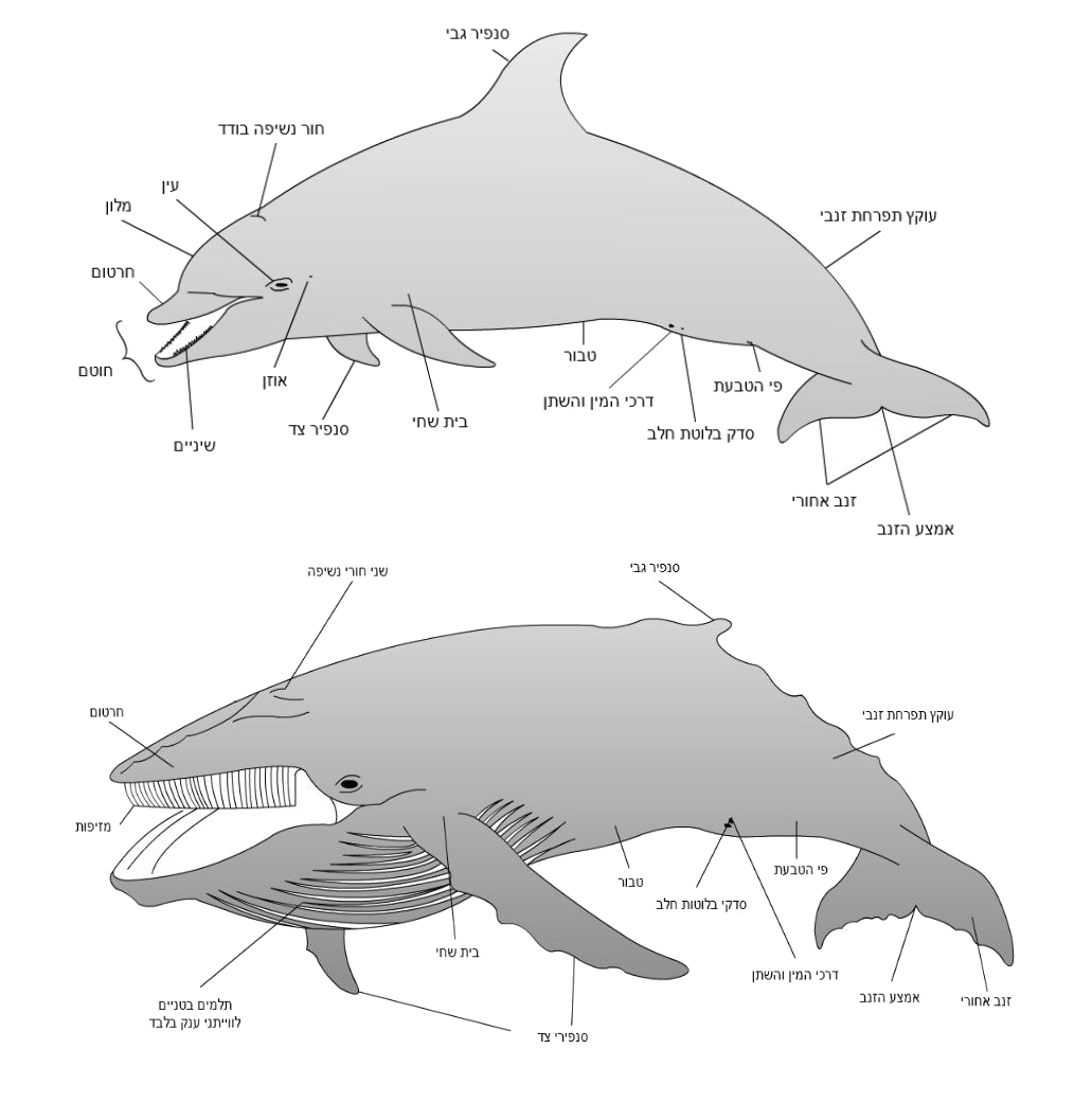 baleen whale character