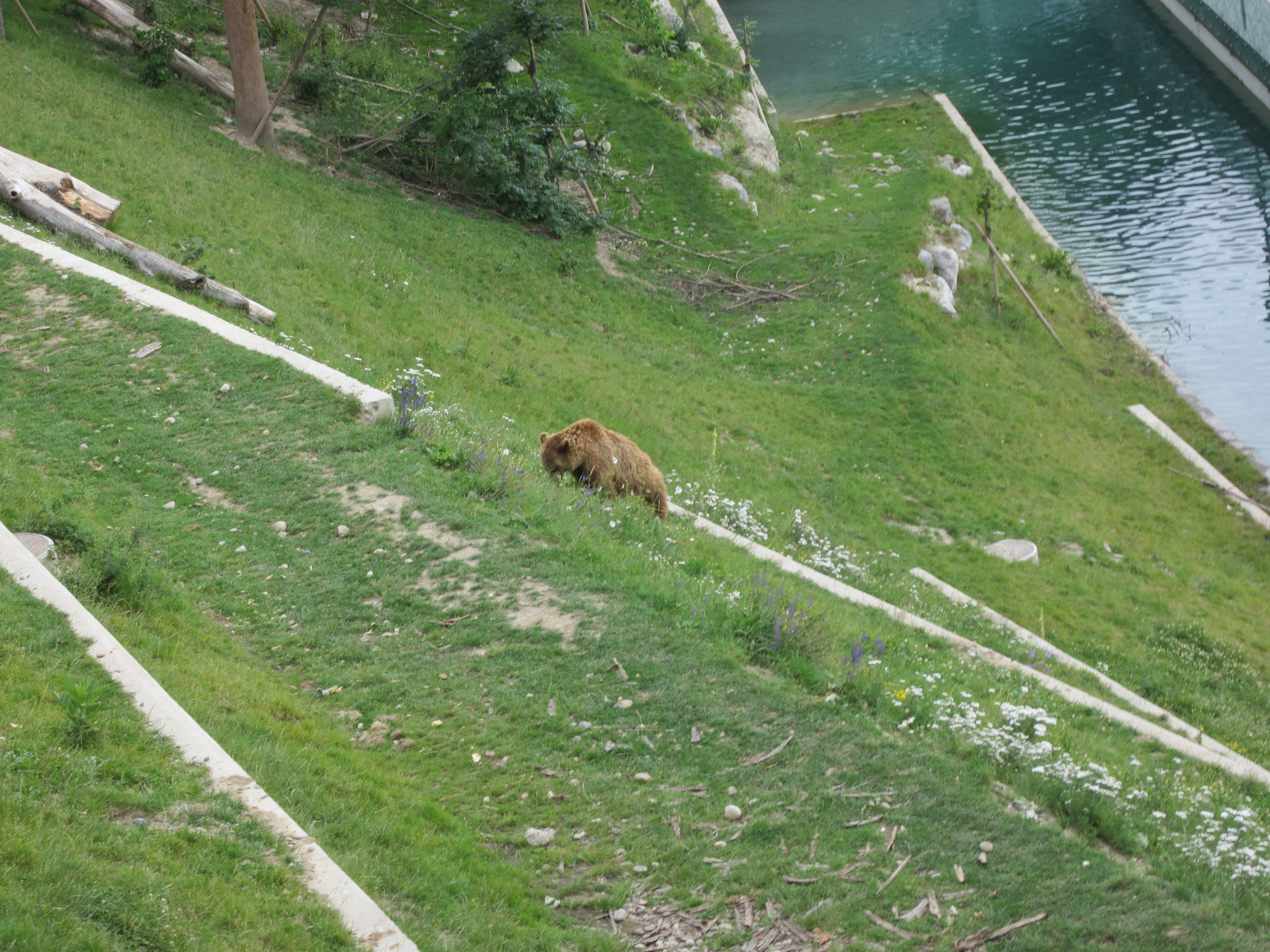 bear top