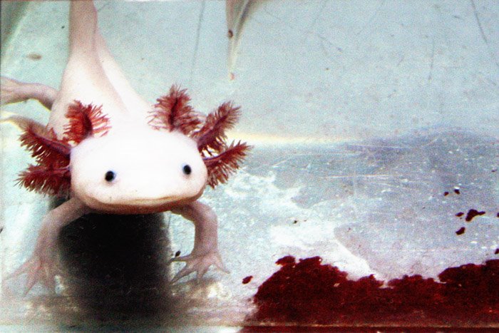Albinoaxolotl2