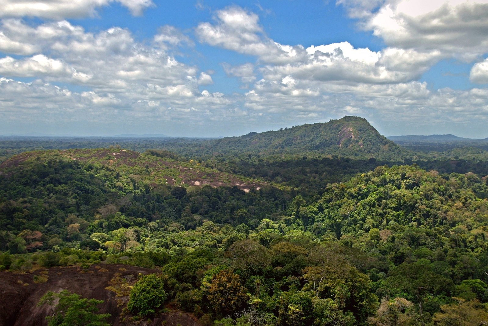 Download this Description Amazon Jungle From Above picture