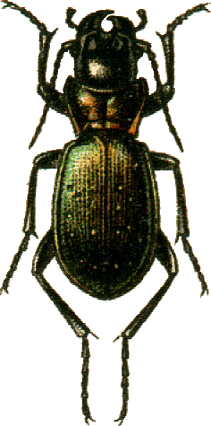 Carabus boeberi