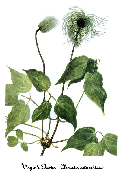 Clematis columbiana-2, by Mary Vaux Walcott