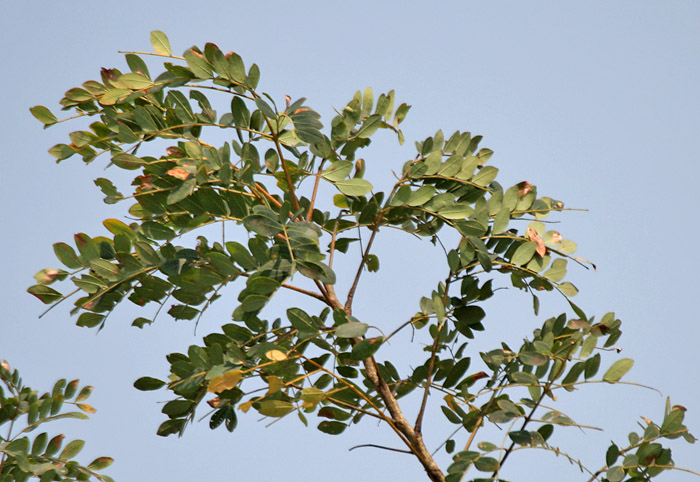 പ്രമാണം:Doon Siris (Albizia procera) leaves at canopy at Jayanti, Duars, West Bengal W Picture 212.jpg