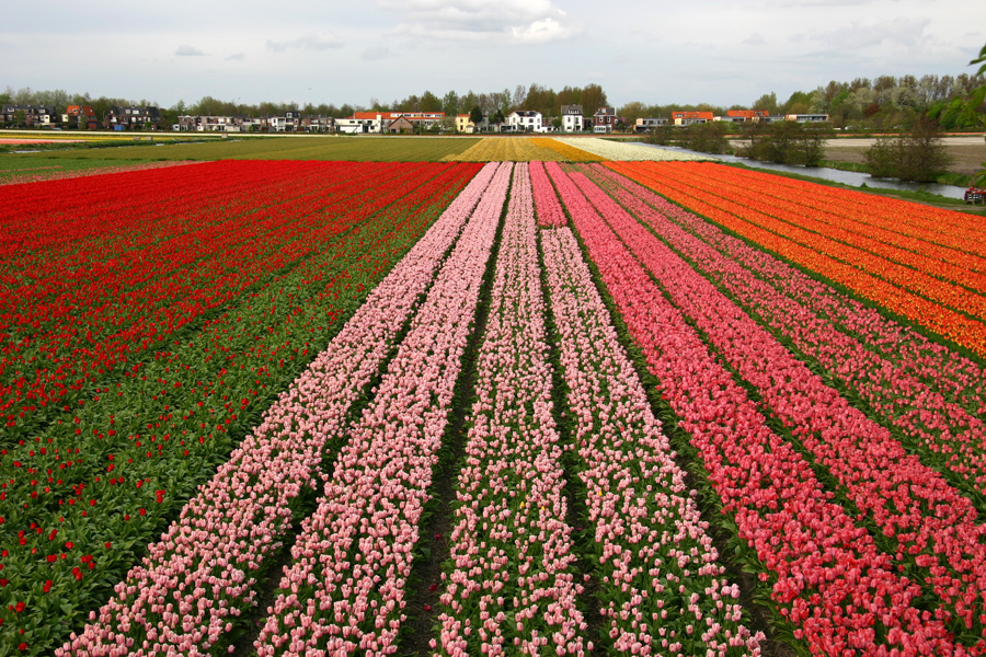 English: Cultivations of Tulips in South Holla...