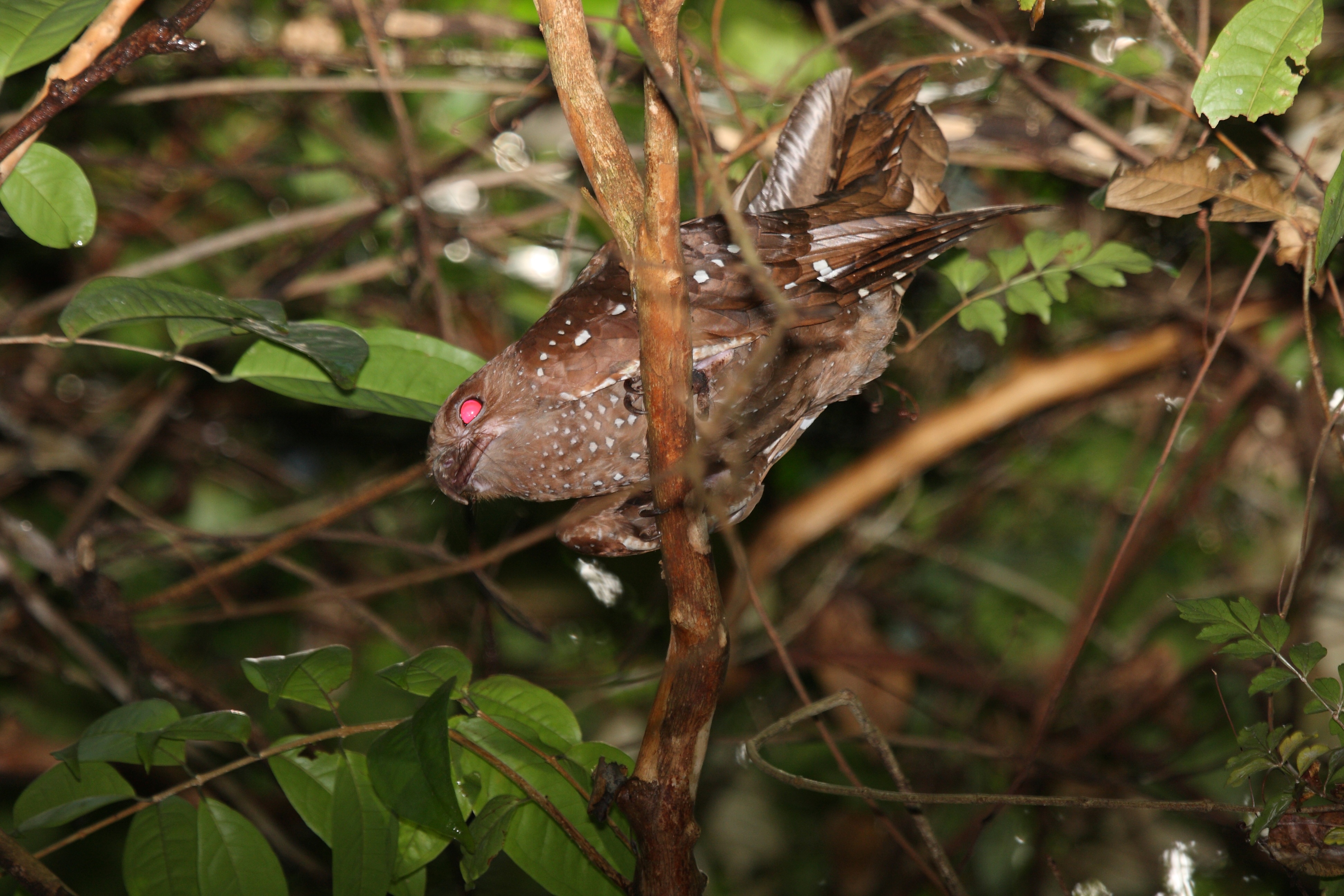 steatornis caripensis