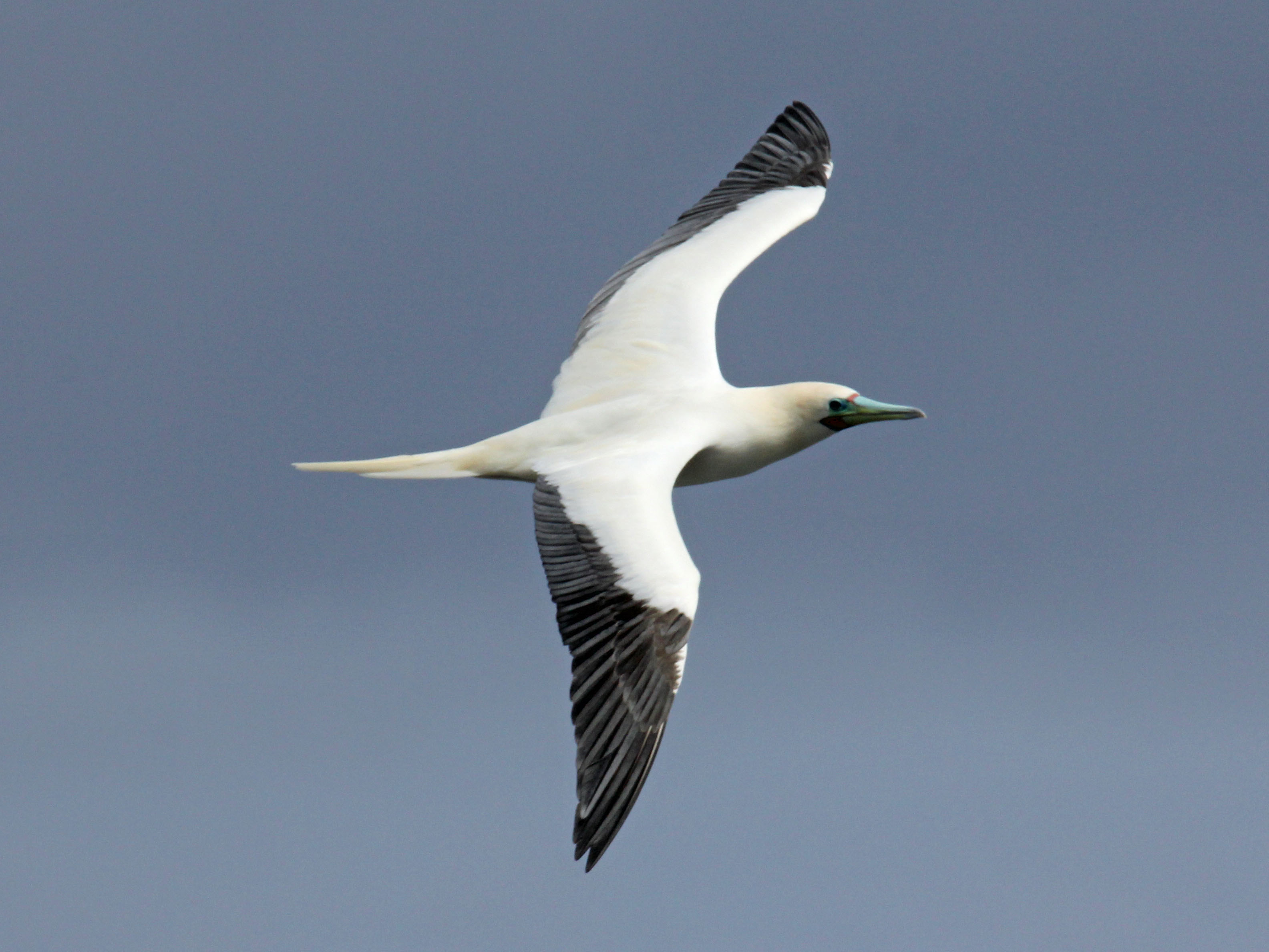 Red-footed_Booby_RWD4.jpg