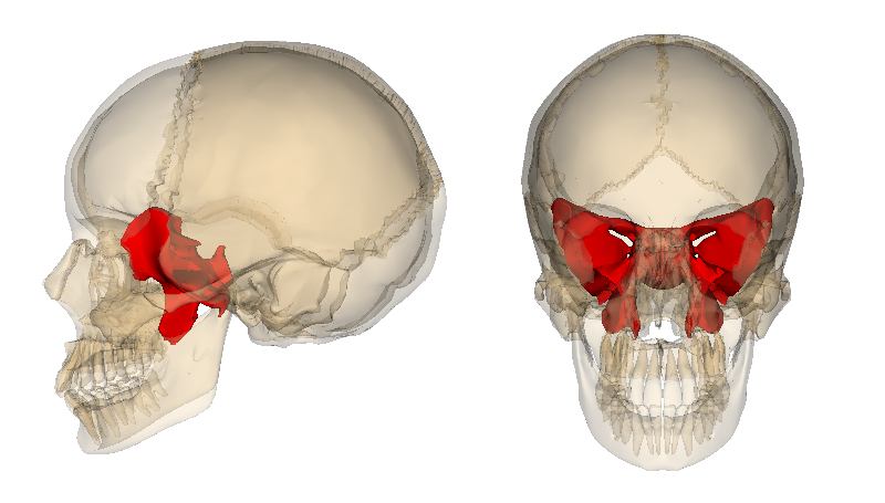 Sphenoid bone