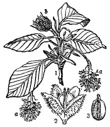 Бук, Fagus silvatica. 1 — ветвь с цветками, a — мужской, b — женский цветок, 2 — плоды в плодовой чашечке, 3 — плод.