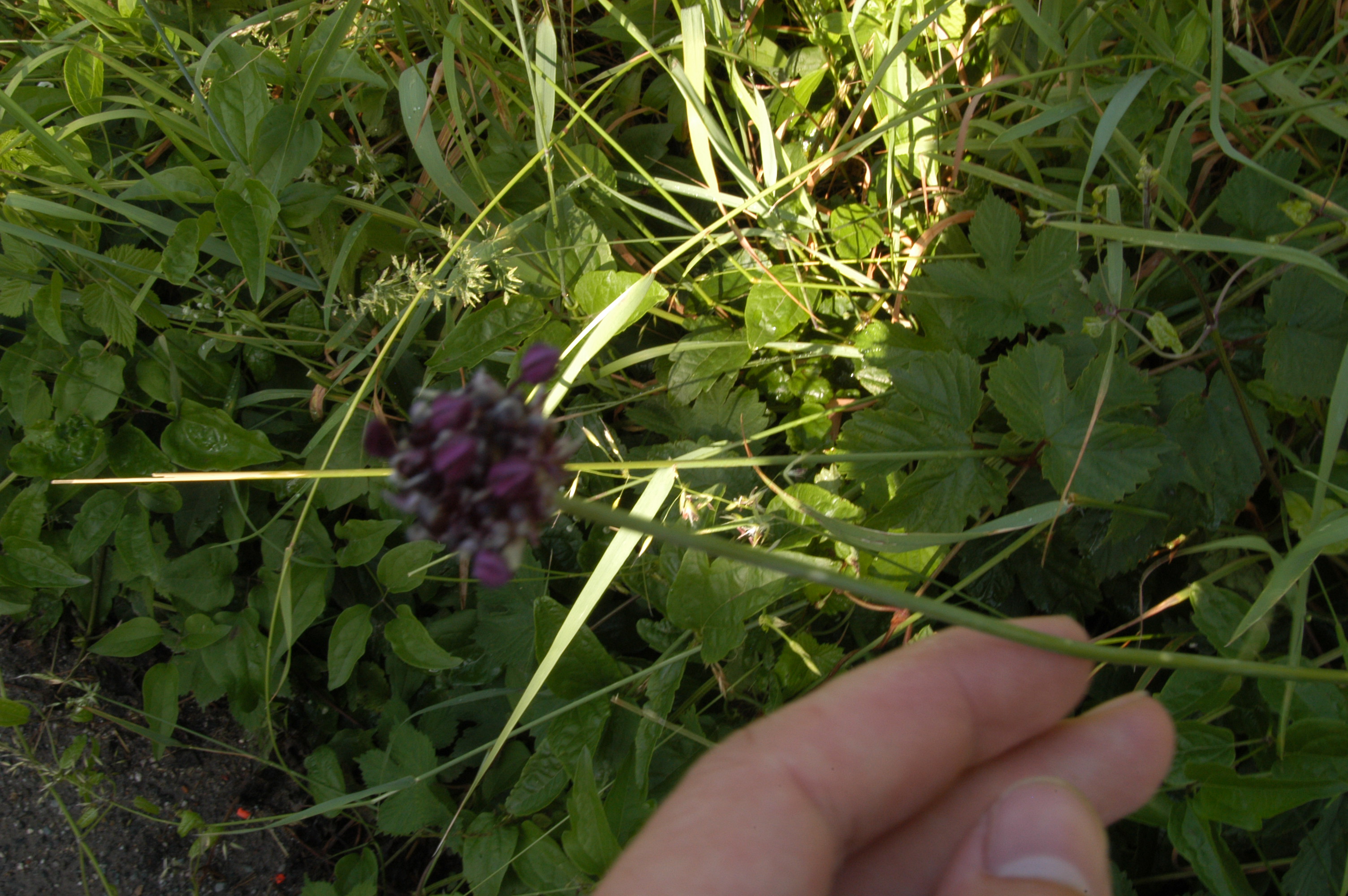 allium scorodoprasum