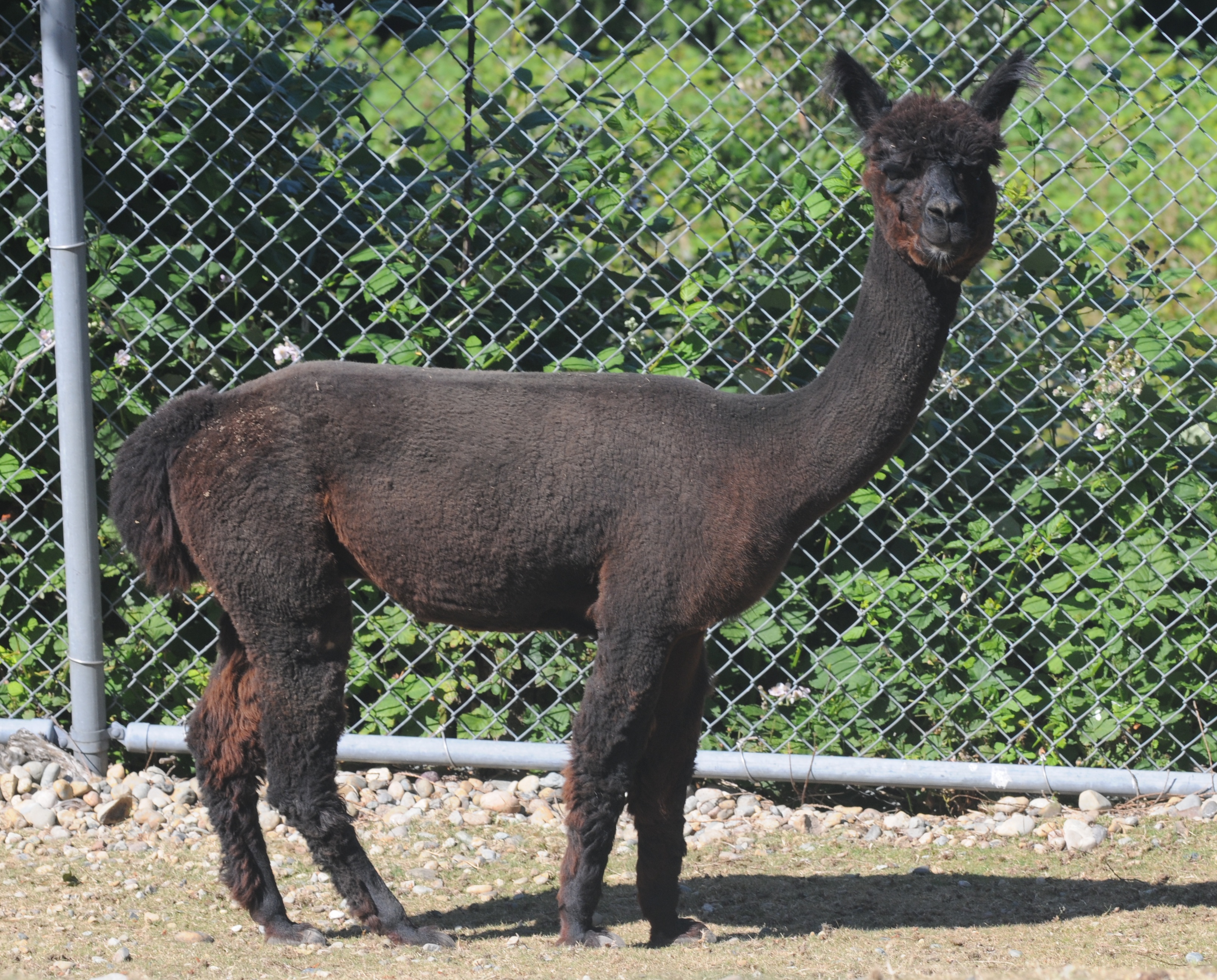 http://upload.wikimedia.org/wikipedia/commons/e/e9/Black_alpaca_profile_at_Cougar_Mountain_Zoological_Park.jpg