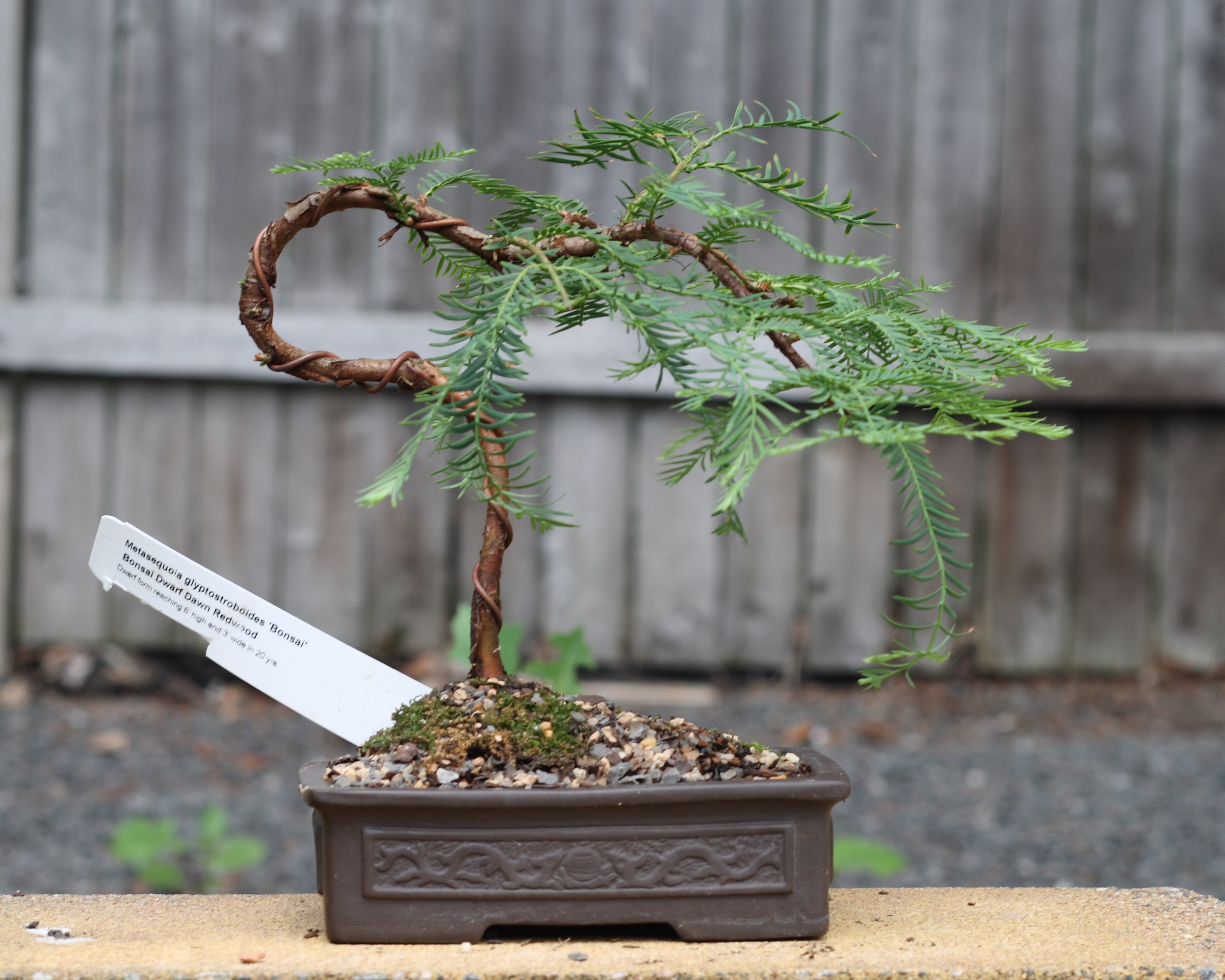 Dwarf Bonsai