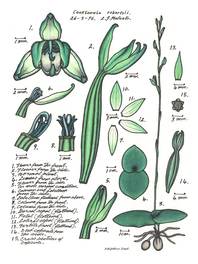 Botanical illustration of the Mystery Orchid or Cooktownia robertsii by Lewis Roberts