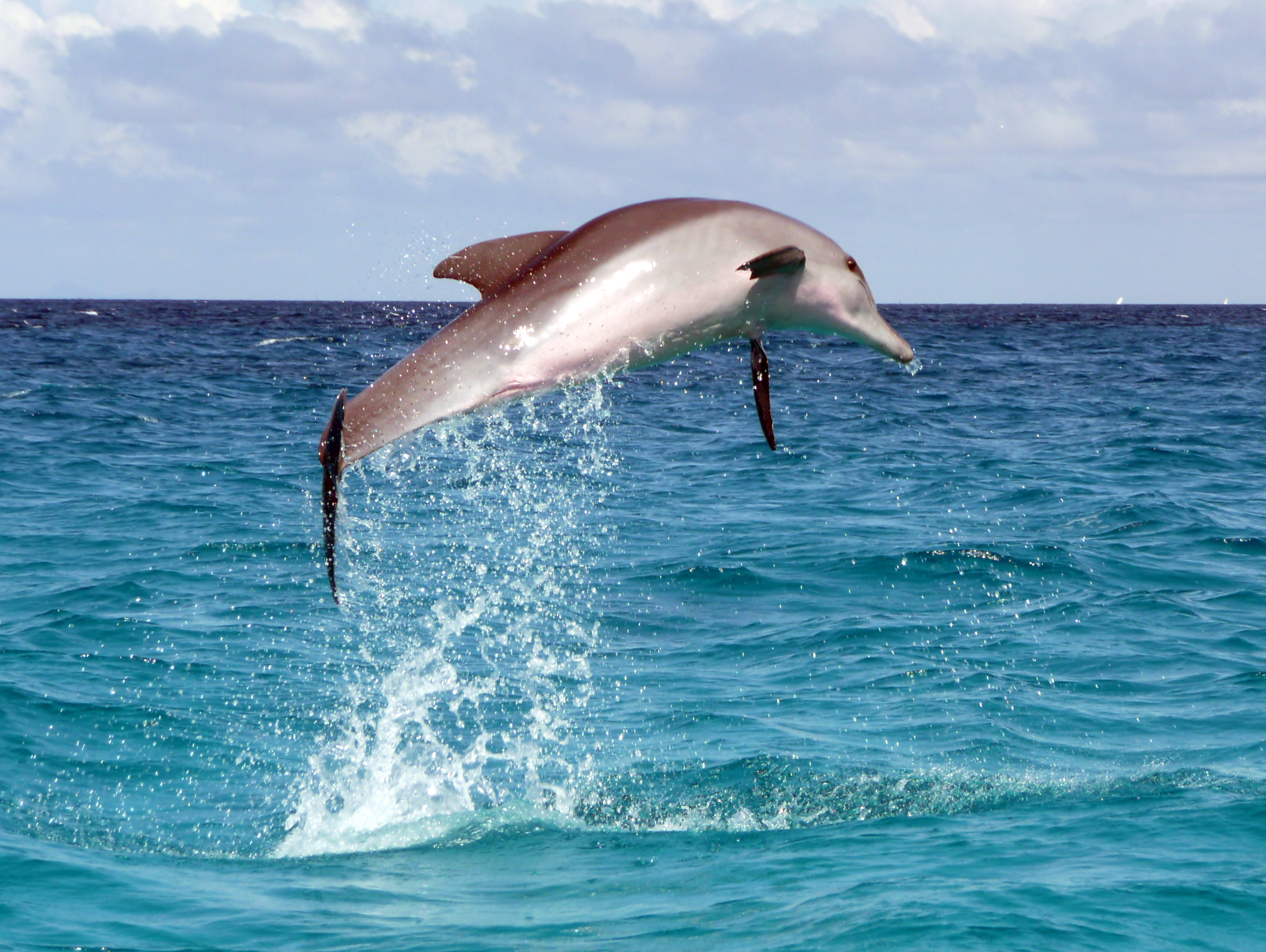 Picture Dolphin