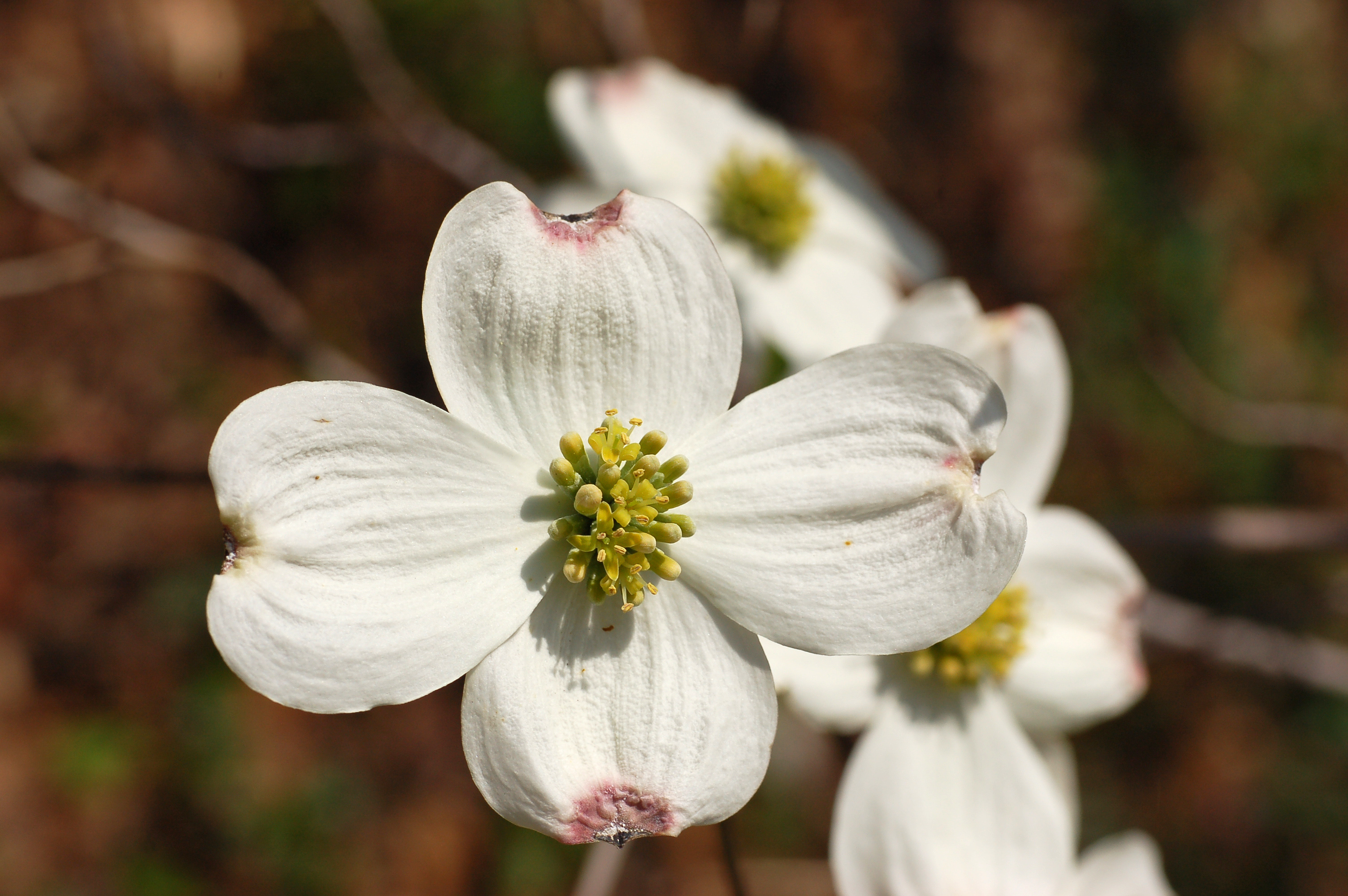 Dogwood+flower+tattoo+meaning