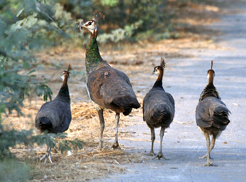 File:Indian Peahens I IMG 9647.jpg