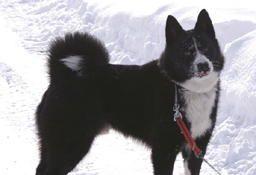 Karelian Beardog.gif