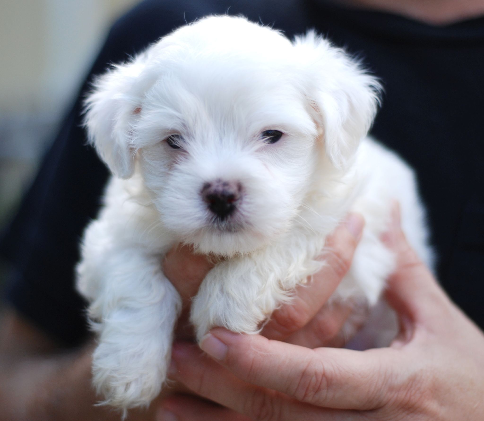 File:Maltese puppy portrait.jpg