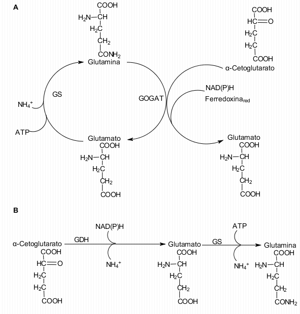 Reacciones enzimáticas catalizadas por (A) el ciclo glutamina sintasa (GS) glutamato sintasa (GOGAT) y por (B) la secuencia glutamato deshidrogenasa (GDH) glutamina sintasa para la asimilación de nitrógeno.