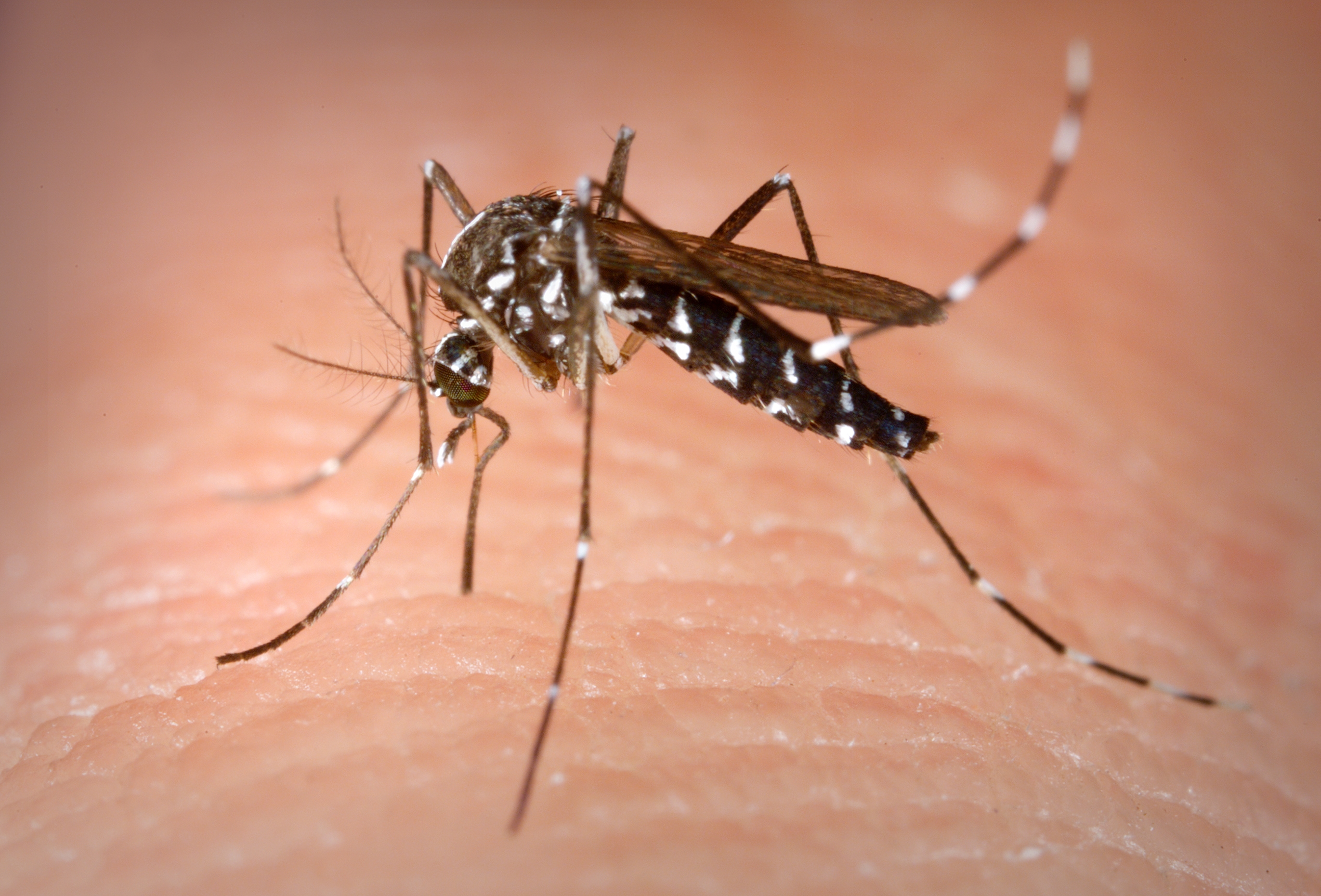 Image:Aedes Albopictus.jpg