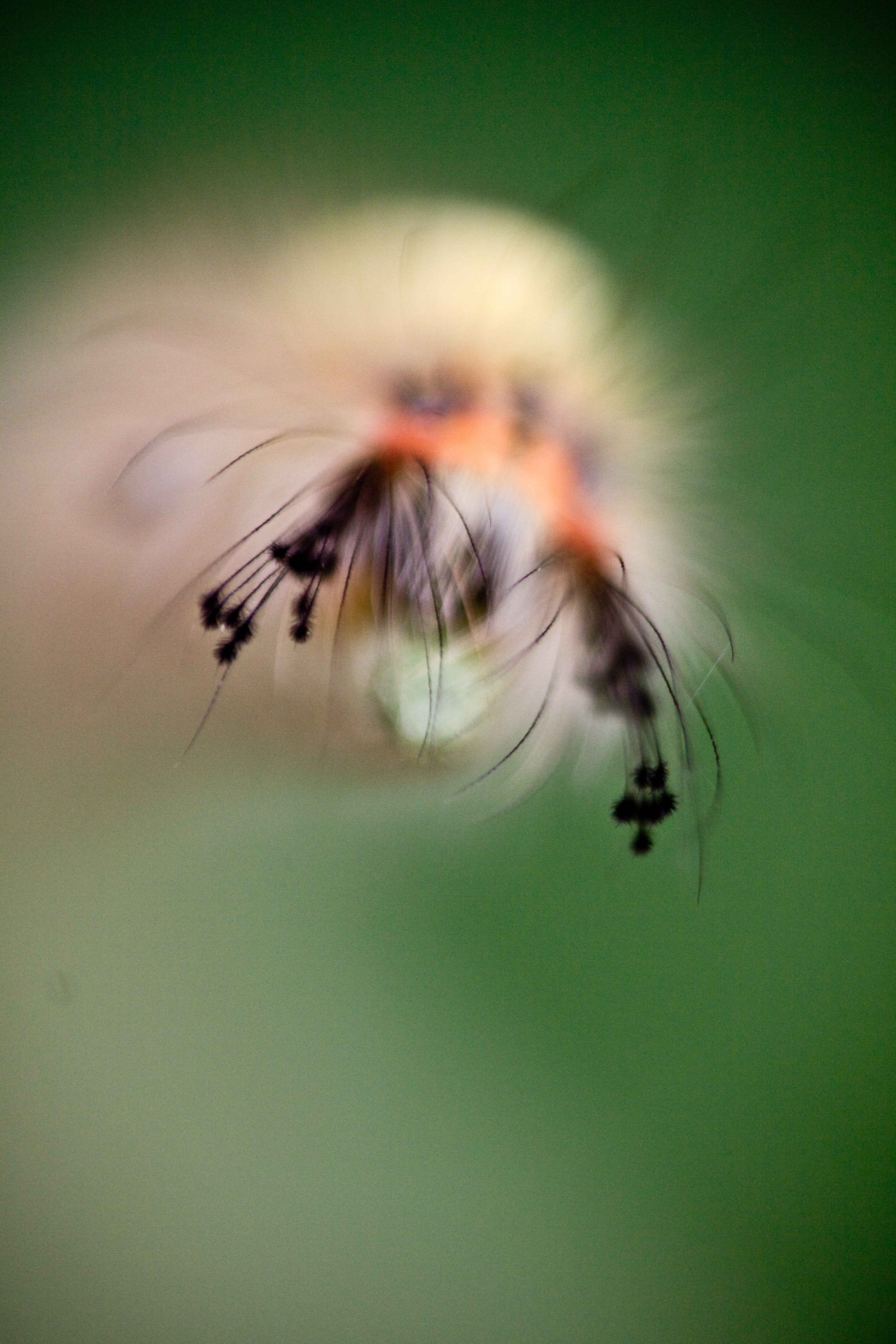 flickr bslmmrs caterpillar with funny hair