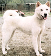 Korean Jindo Dog, a Spitz