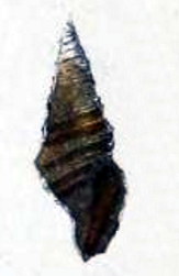 Microdrillia triporcata