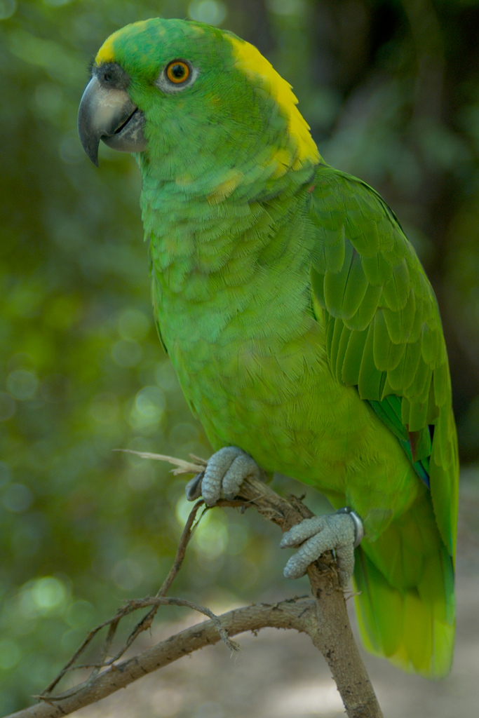 Yellow Crowned Parrot
