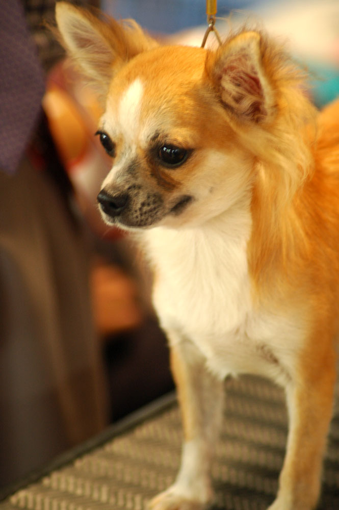 long haired chihuahua pictures. Файл:Chihuahua long-haired