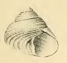 Gibbula leucophaea