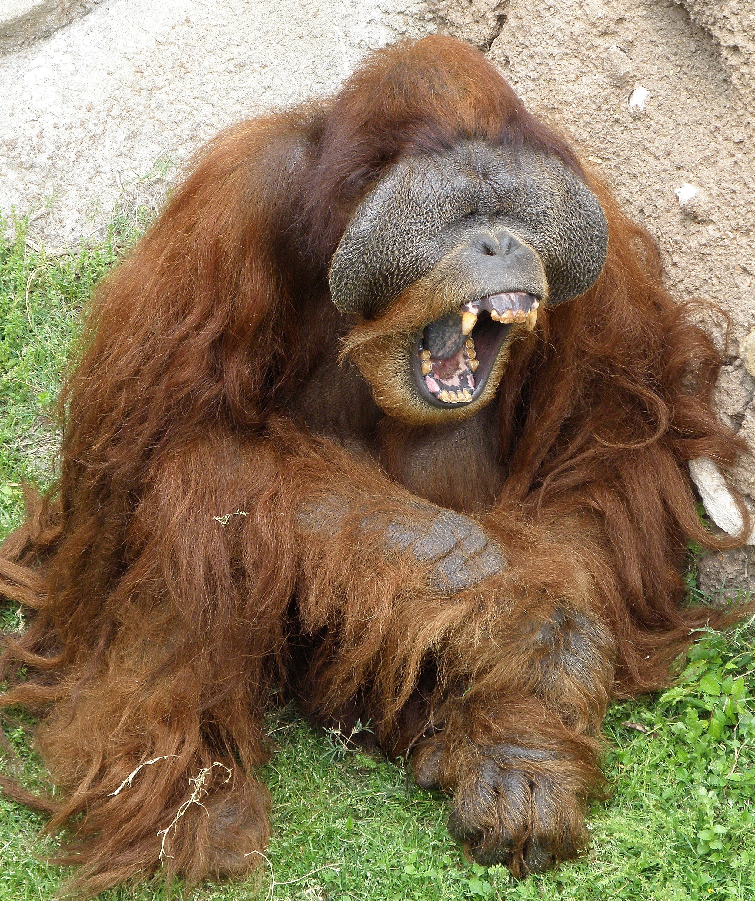 male orangutan