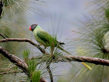 Slaty_headed_Parakeet_I_IMG_3102c.jpg