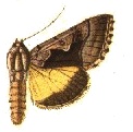 Syngrapha orophila