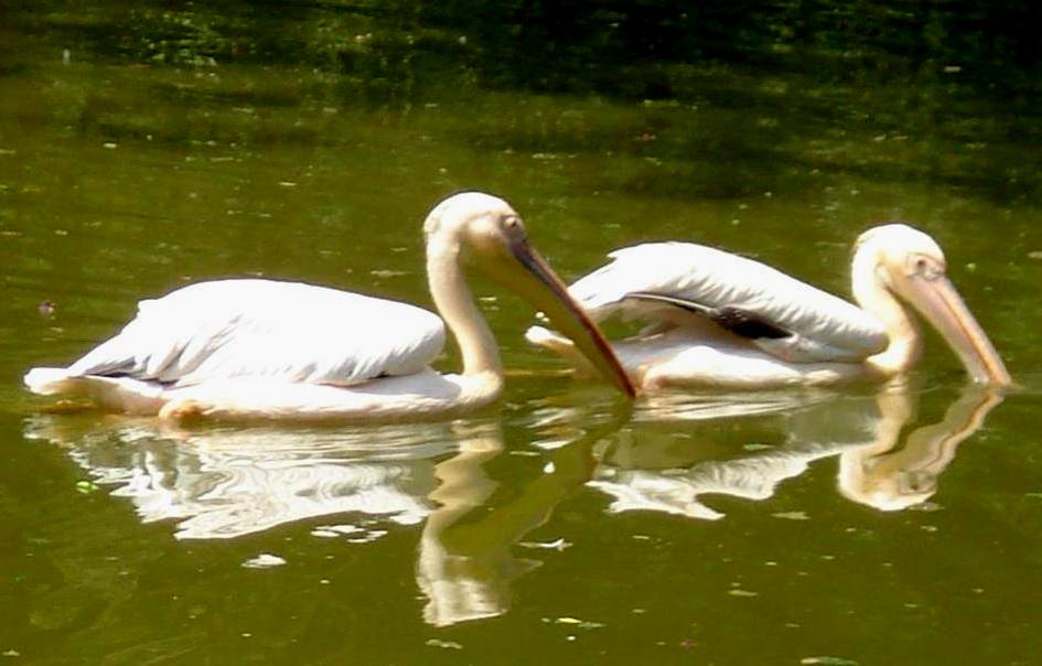 White pelicanss.jpg