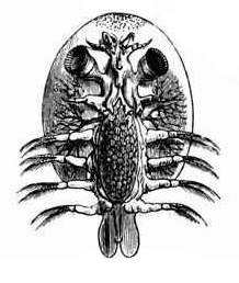 Argulus foliaceus 2.jpg