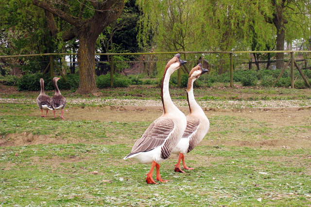 Brown Chinese Geese