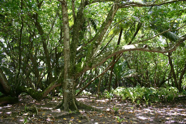 File:Diego Garcia Hernandia Forest.png
