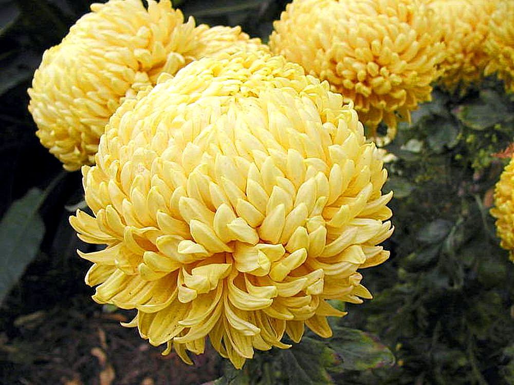 Description Mums several flowers yellow.jpg