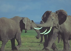 Two engaging elephants, 2004.