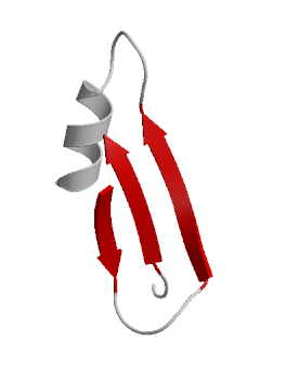 In this cartoon of a protein, the grey tubes represent loops connecting the more compact helical and ribbon (red arrow) regions of this small portion of a protein (Source: Wikimedia Commons.)