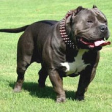 From http://commons.wikimedia.org/wiki/File:American_bully.jpg: American bully