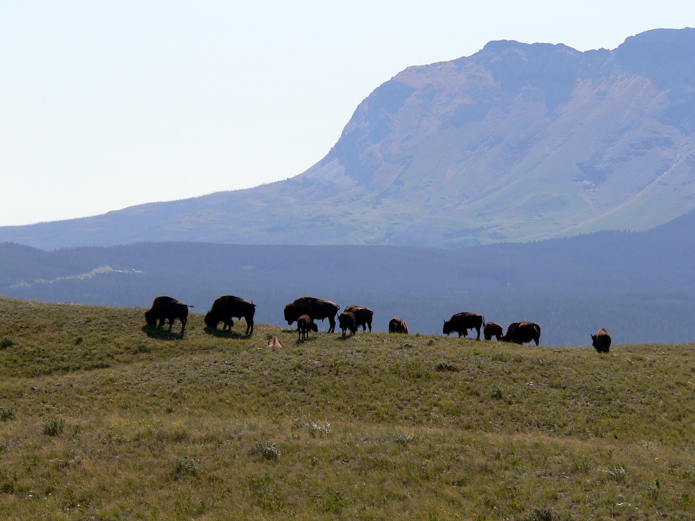 http://upload.wikimedia.org/wikipedia/commons/e/ed/Bison_bison_Waterton_Lakes.jpg