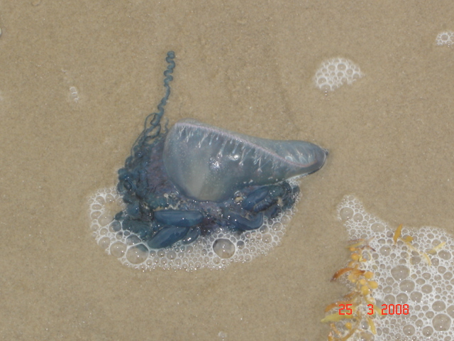 Imagen:Blue-jellyfish.jpg