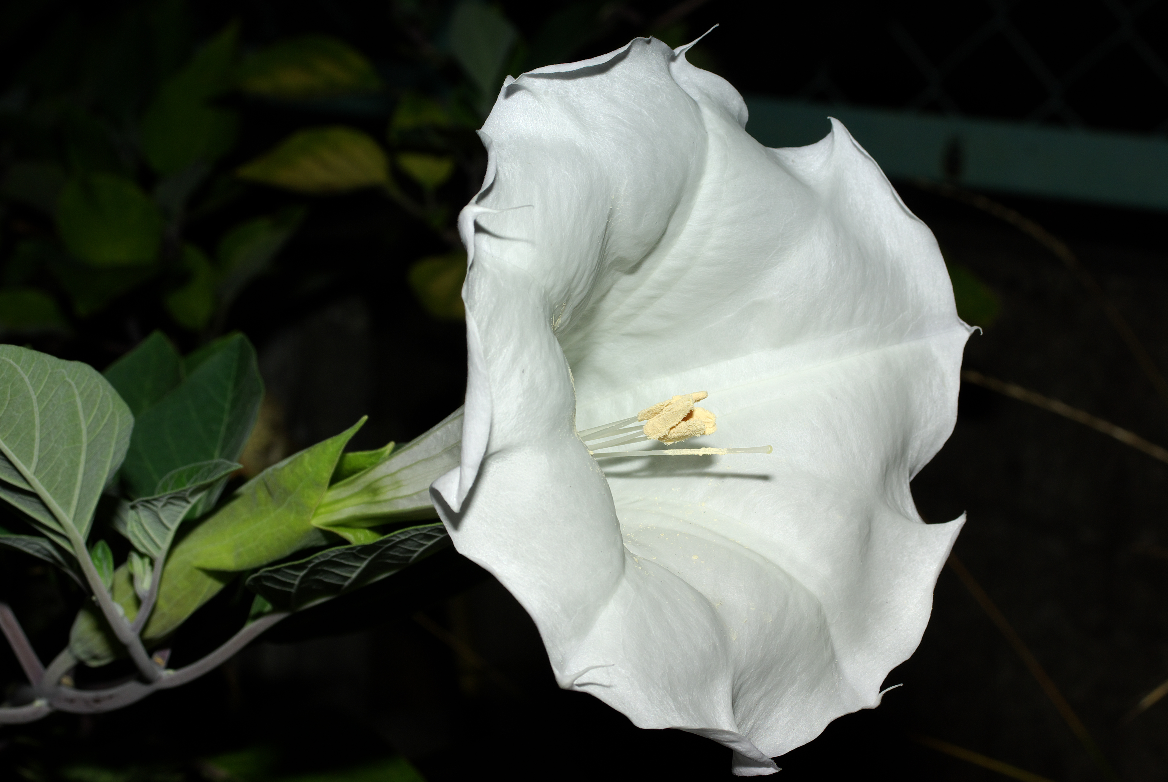 Duchess Datura Divine