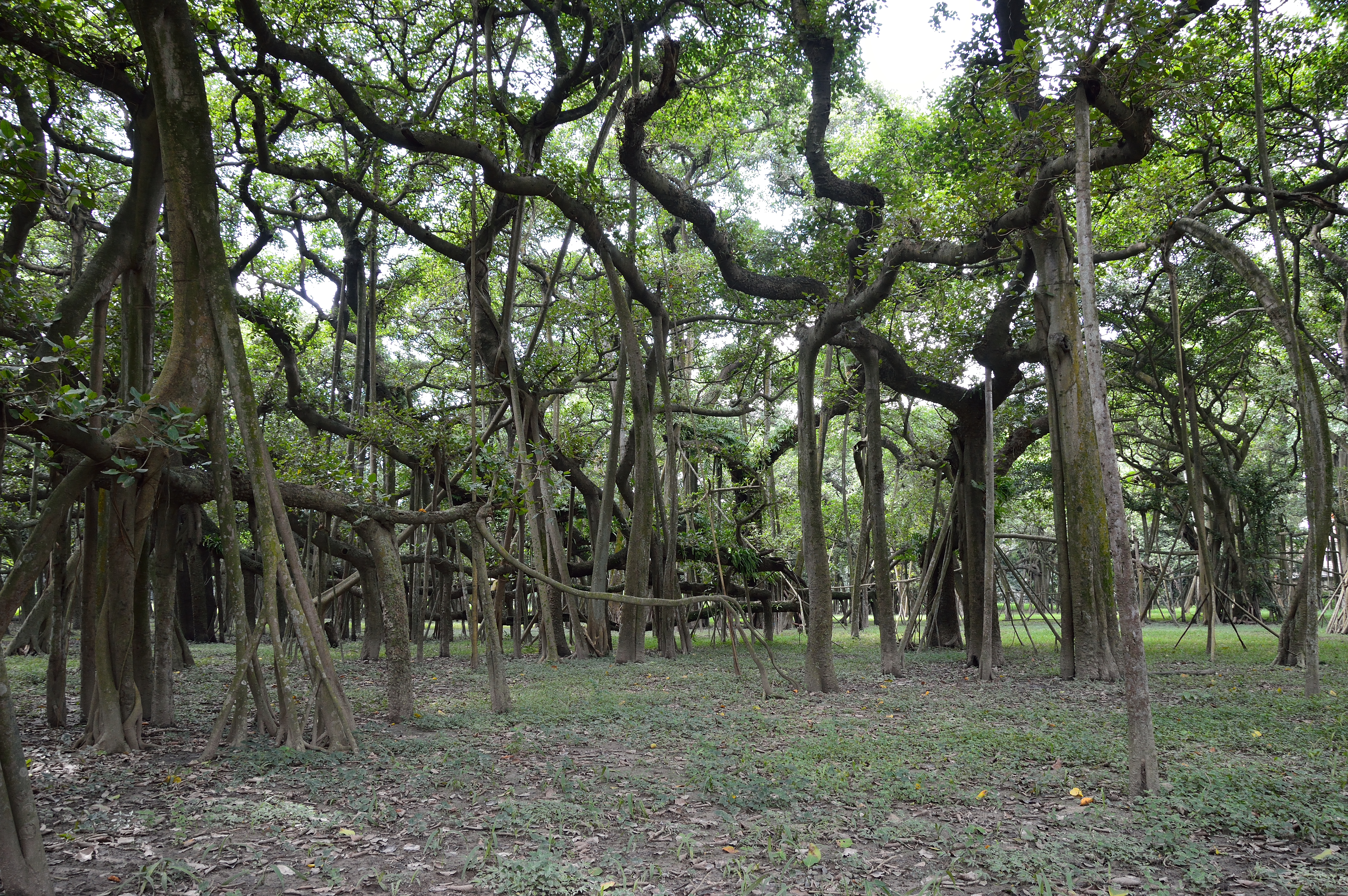 Banyan India